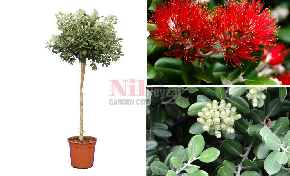 Metrosideros excelsa/Metrosideros (Tige)