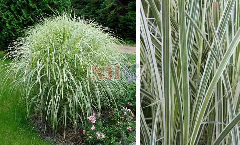 Miscanthus sinensis ‘Variagata’/Alacalı Kılıç otu