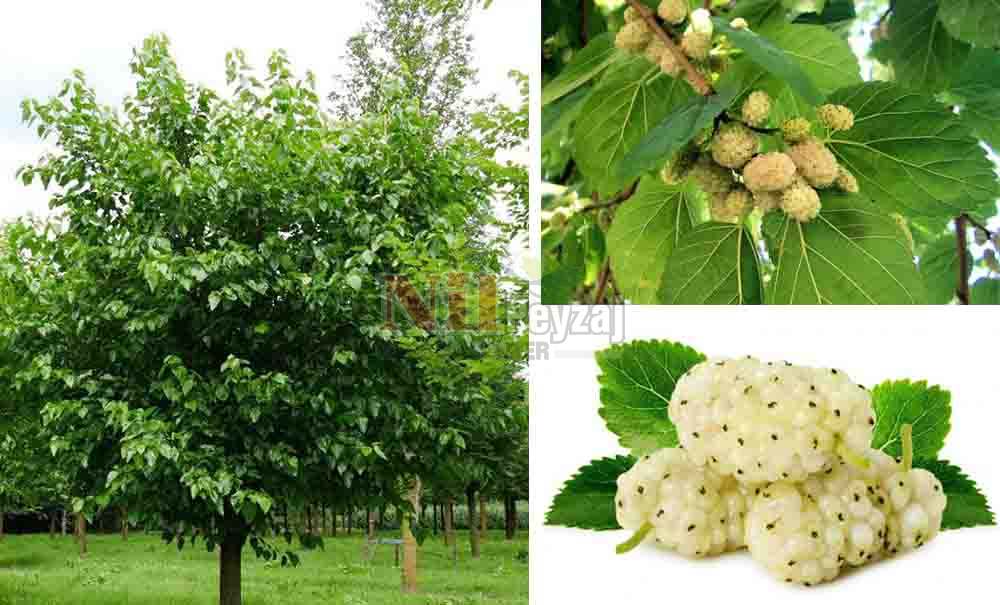 Morus alba/Beyaz Dut