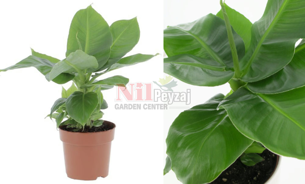 Musa Cavendısh/Bodur Muz