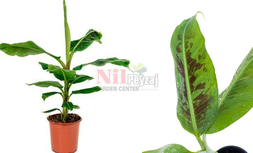 Musa acuminata ‘Grand Nain’	/Muz