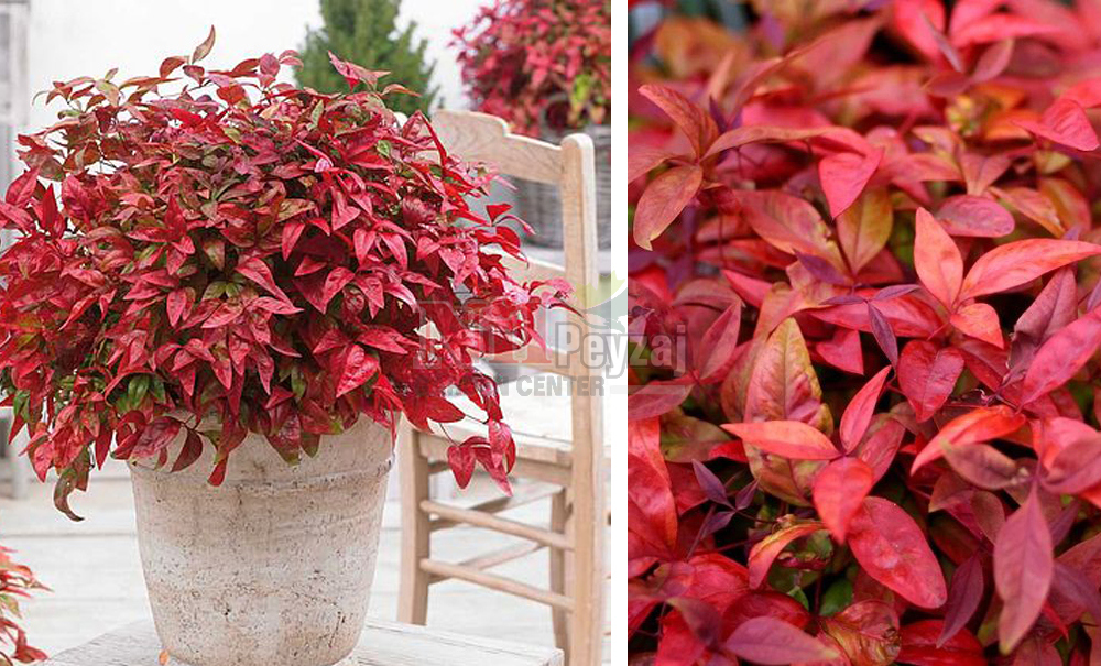 Nandina domestica ‘Blus Pink’/Cennet Bambusu