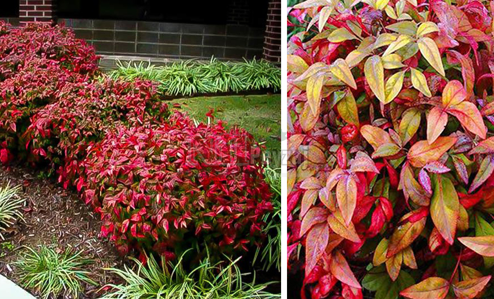 Nandina domestica ‘Firepower’/Bodur Cennet Bambusu