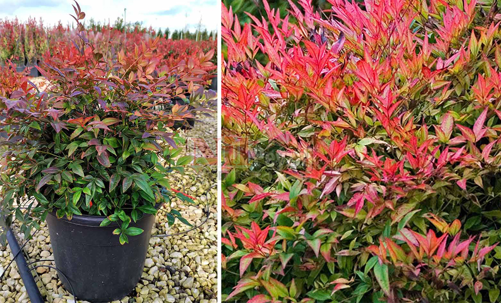 Nandina domestica ‘Gulf Stream’/Bodur Cennet Bambusu