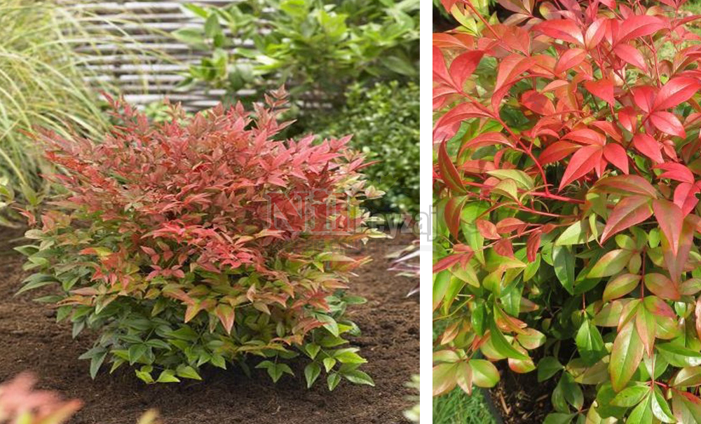 Nandina domestica/Cennet Bambusu