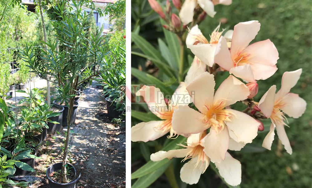 Nerium oleander ‘Petite Salmon’/Bodur Somon Zakkum (Tige)