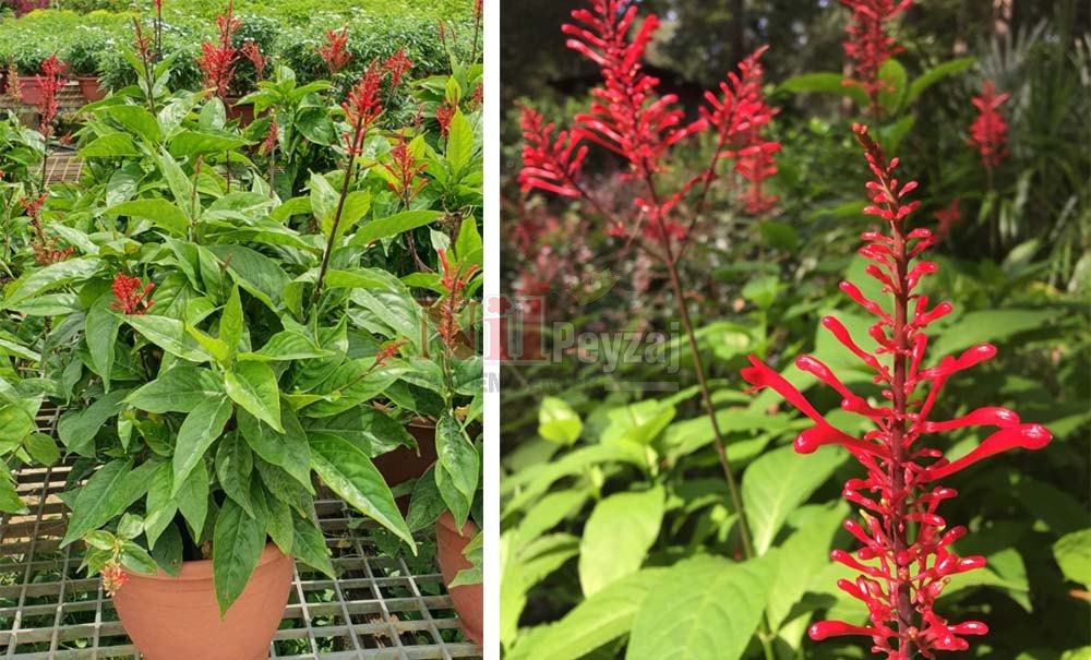 Odontonema strictum/Alev Çiçeği