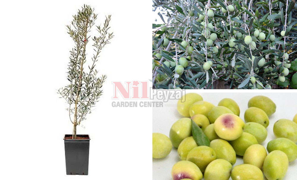 Olea europea/Ayvalık Zeytin