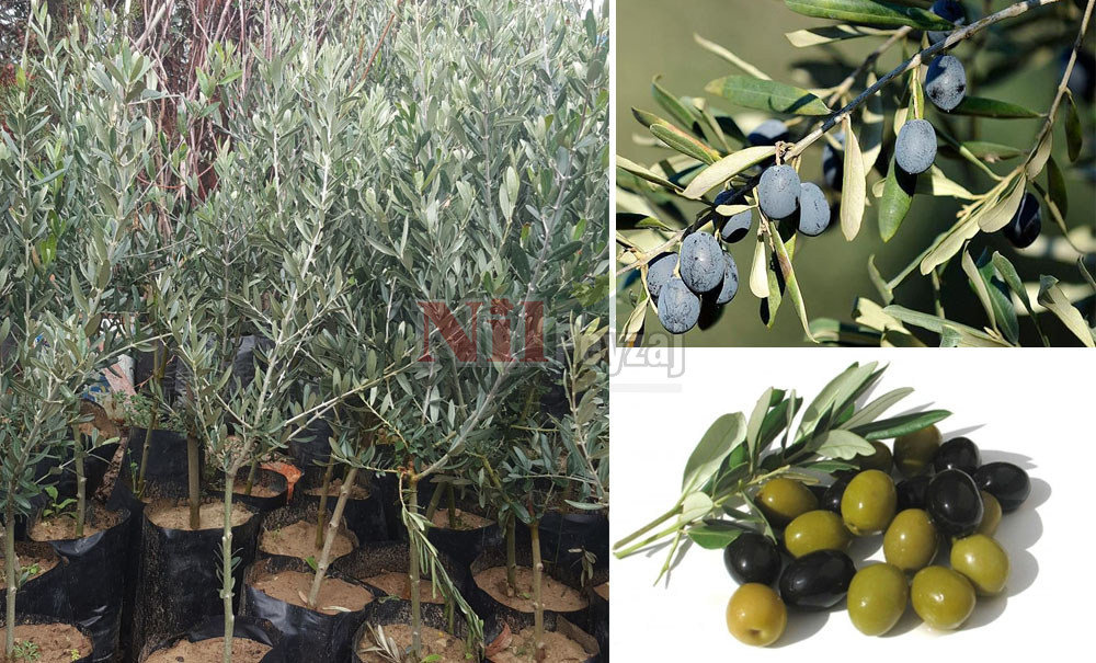 Olea europea/Gemlik Zeytin