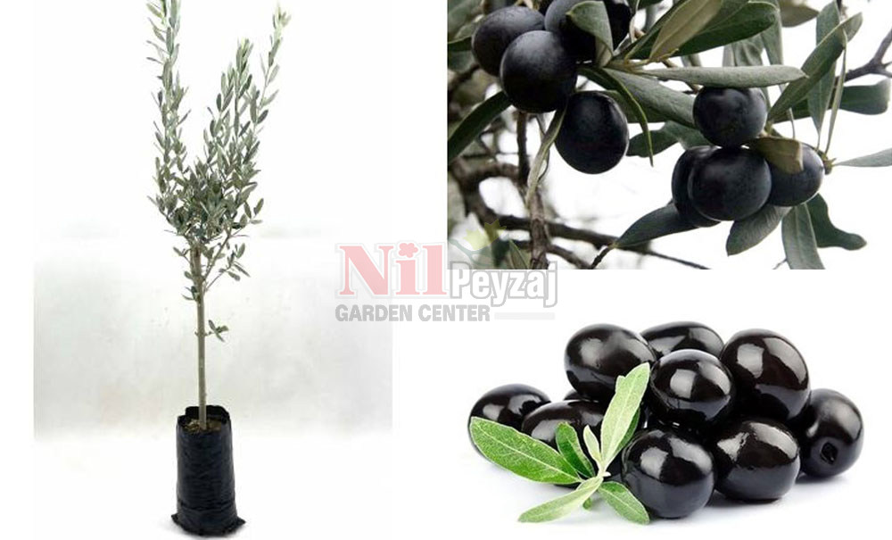 Olea europea/Zeytin