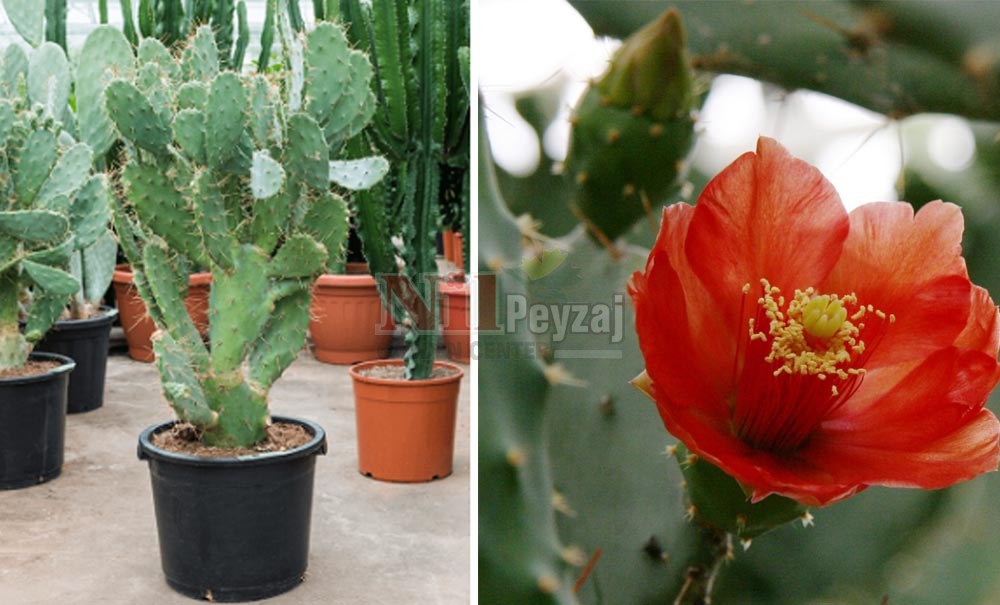Opuntia bergeriana