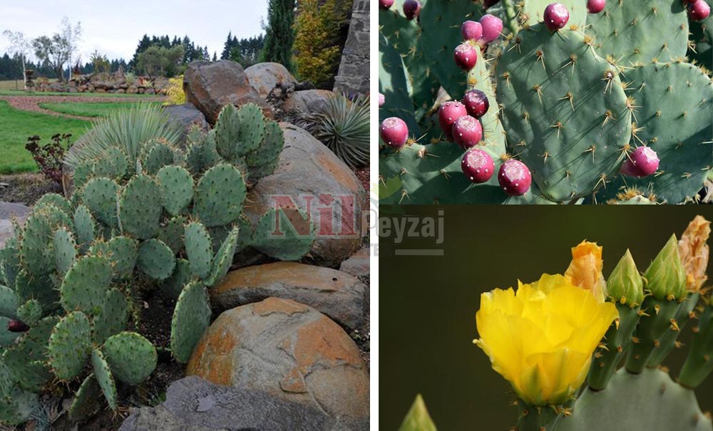 Opuntia engelmannii