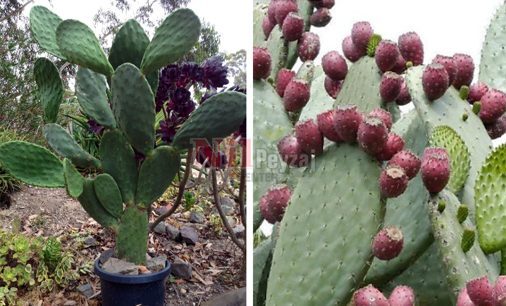Opuntia ficus-indica/Hint İnciri
