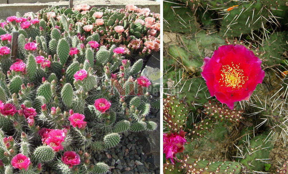 Opuntia polyacantha