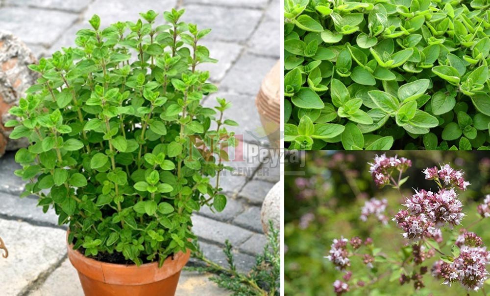 Origanum majorana/Mercan köşk