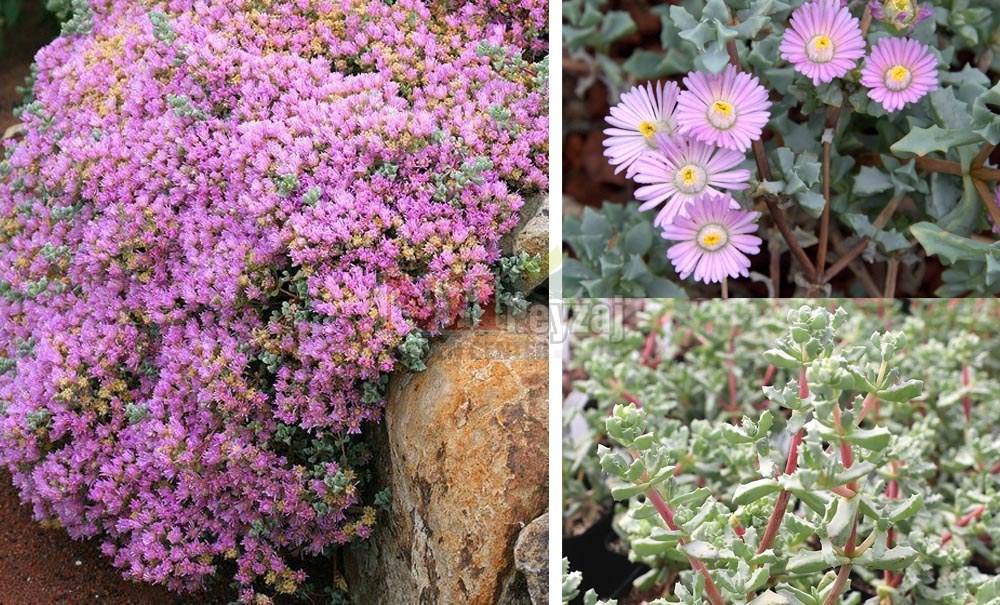 Oscularia deltoides/Pembe Buz Çiçeği