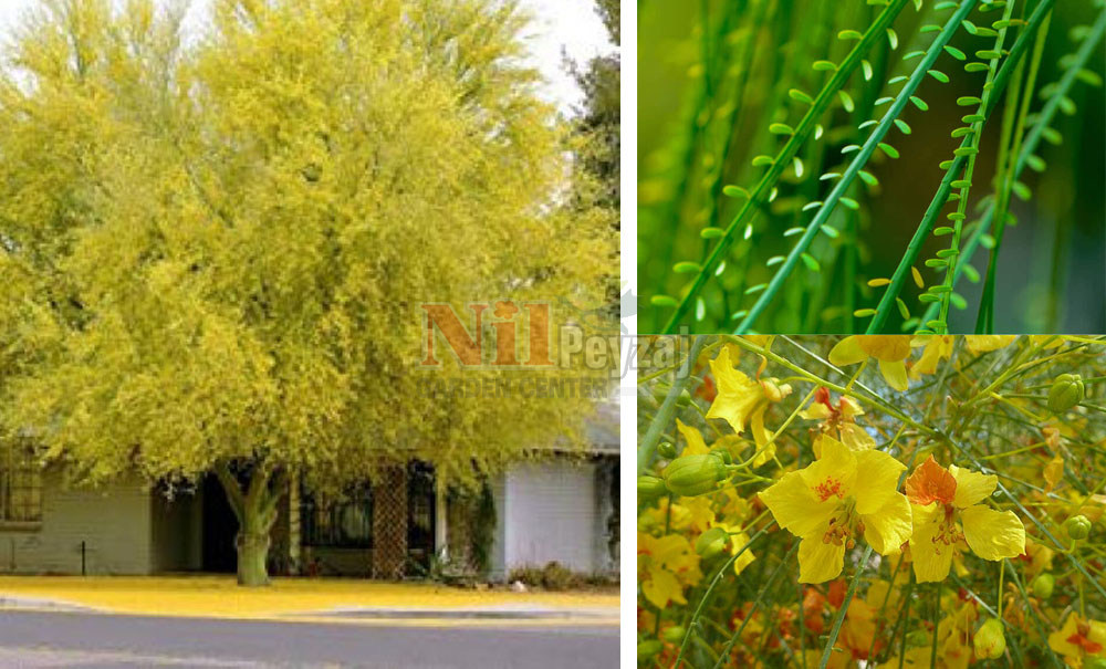 Parkinsonia acuelata/Sülün Ağacı