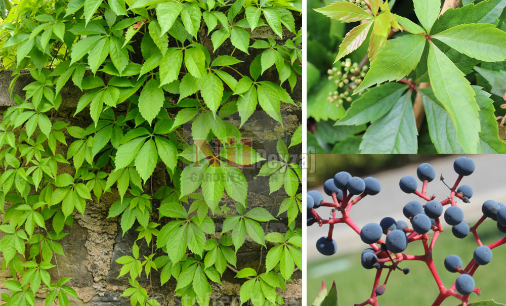 Parthenocissus quinquefolia/Amerikan Sarmaşığı