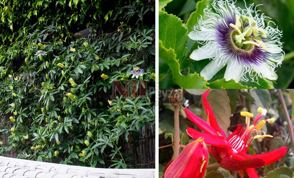 Passiflora caerulea/Çarkıfelek Çiçeği
