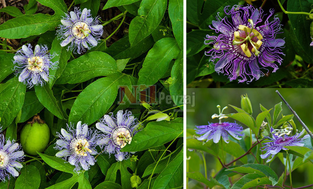 Passiflora incarnata/Pasiflora