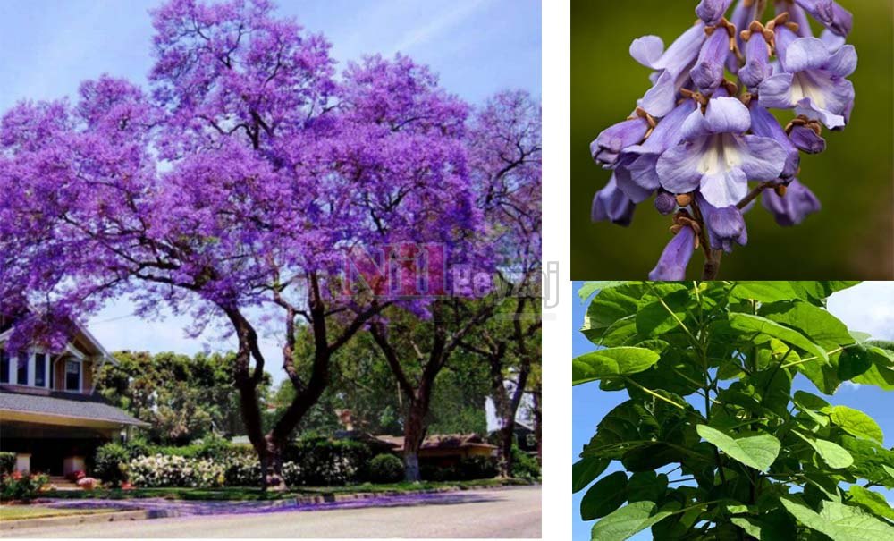 Paulownia/Pavlonya