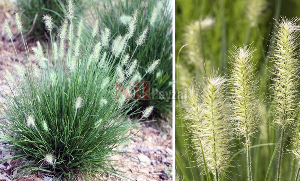 Pennisetum little bunny