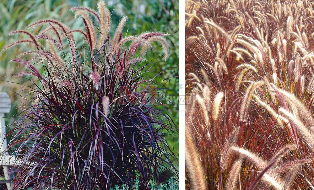 Pennisetum setaceum ‘Rubrum’/Kırmızı Penisetum