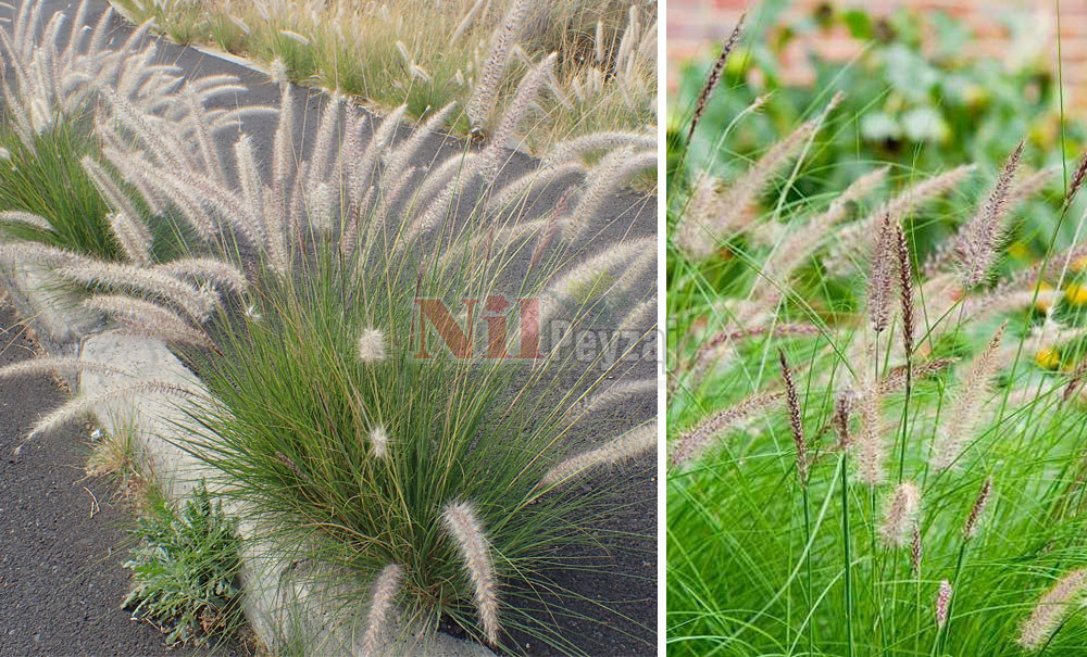 Pennisetum setaceum/Penisetum yeşil