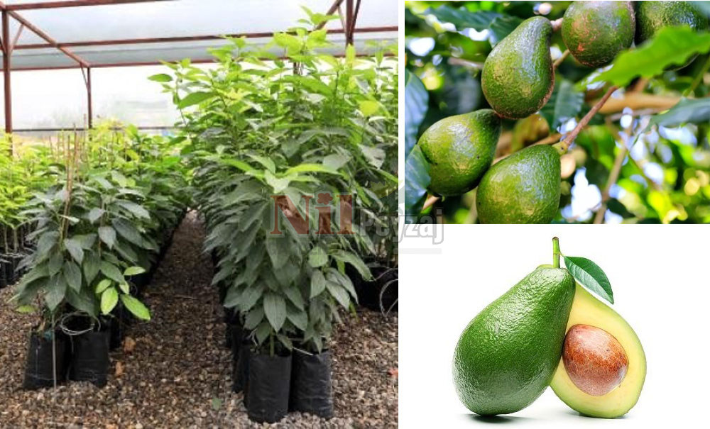 Persea gratissima/Avokado-Bacon