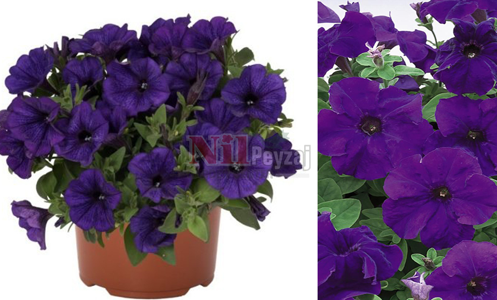 Petunia atkinsiana/Petunya Blue Splash