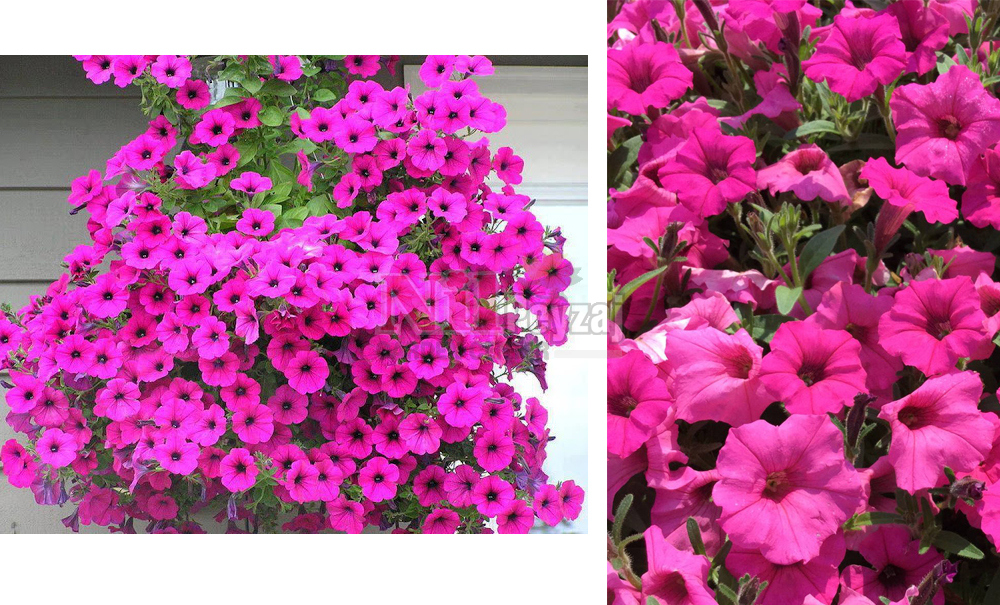 Petunia atkinsiana/Petunya Pink Splash