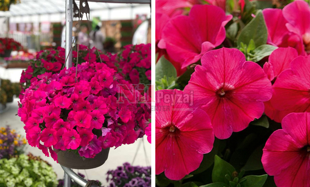 Petunia capella/Petunya neon pink