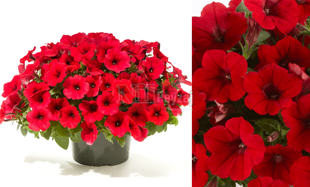 Petunia capella/Petunya red