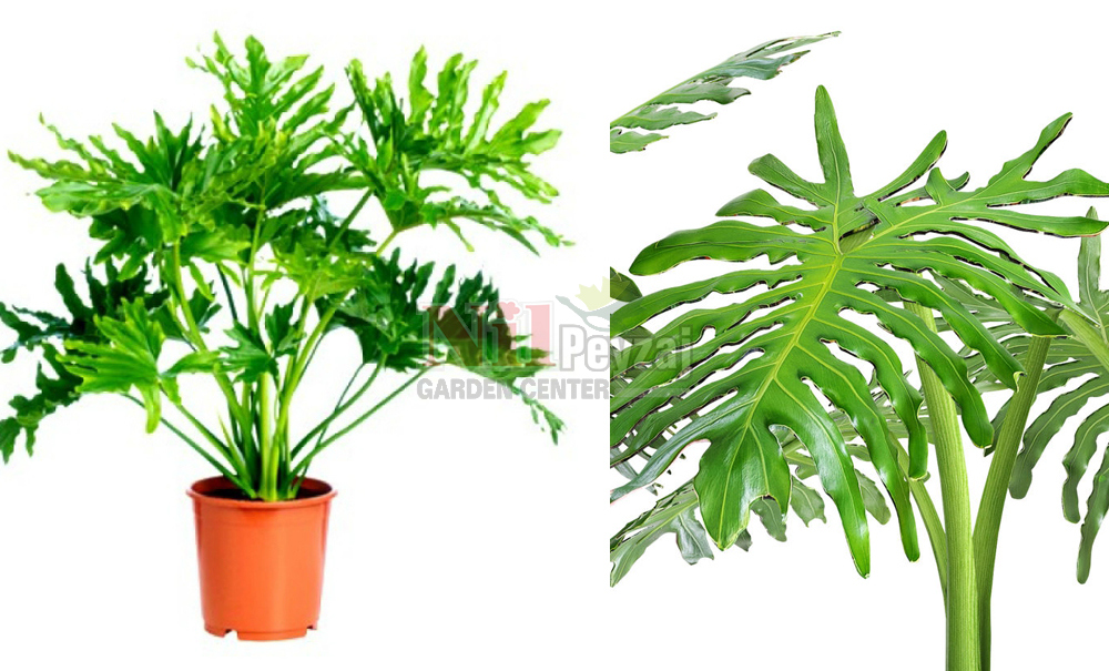Philodendron selloum/Sarmaşık Devetabanı