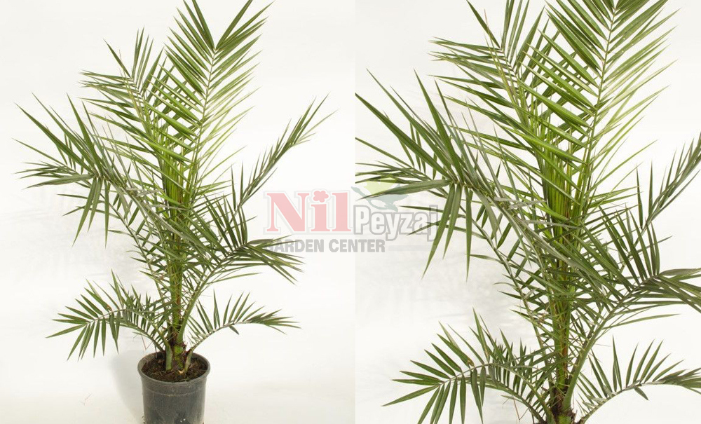 Phoenix canariensis/Kanarya Adaları Hurması