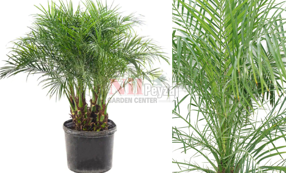 Phoenix roebelenii/Cüce Hurma