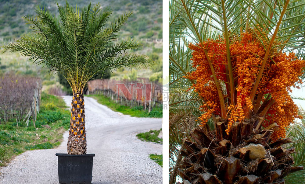 Phoenix theophrastii/Datça veya Girit Hurması