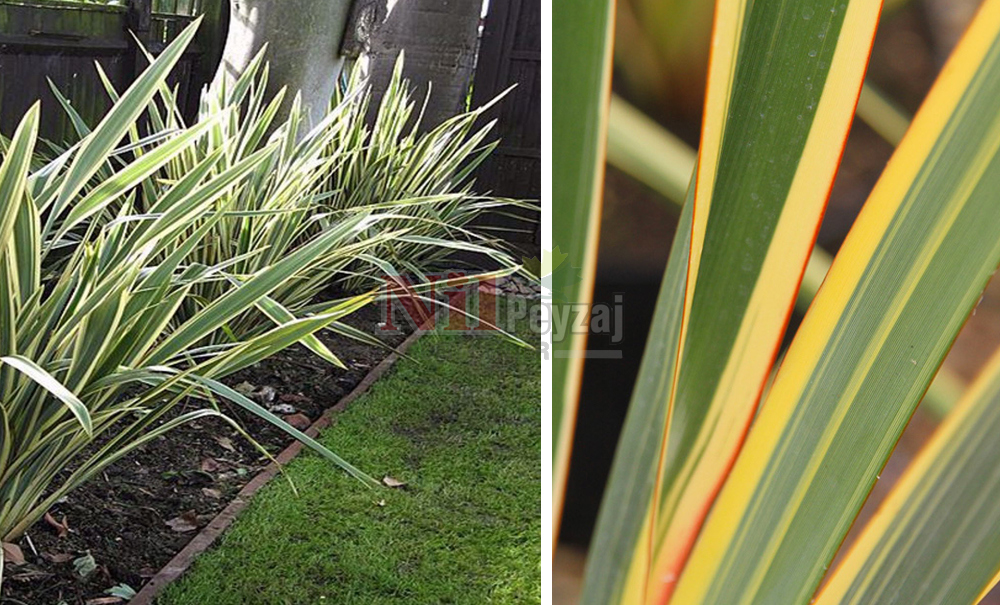 Phormium tenax variegata/Formium Alacalı