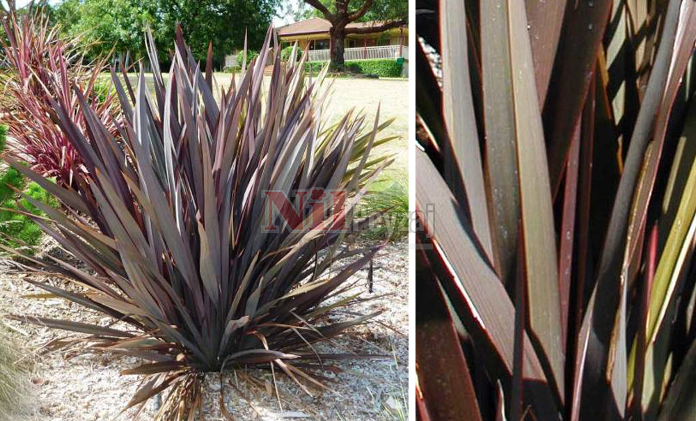 Phormium tenax’Atropurpureum’/Formium Kırmızı