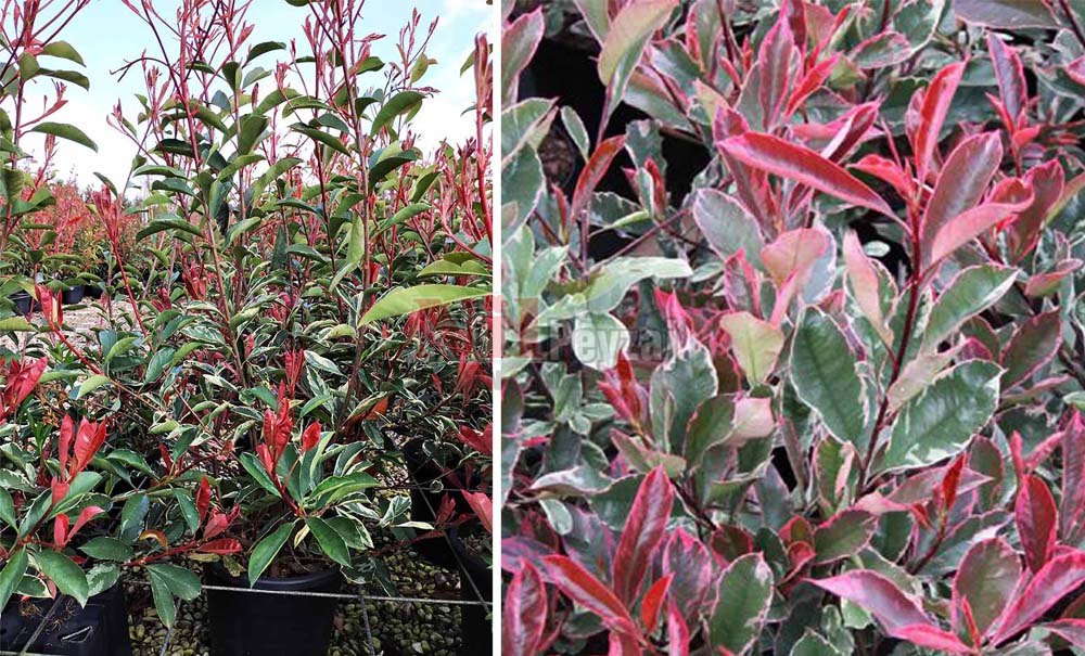 Photinia fraseri pink marble