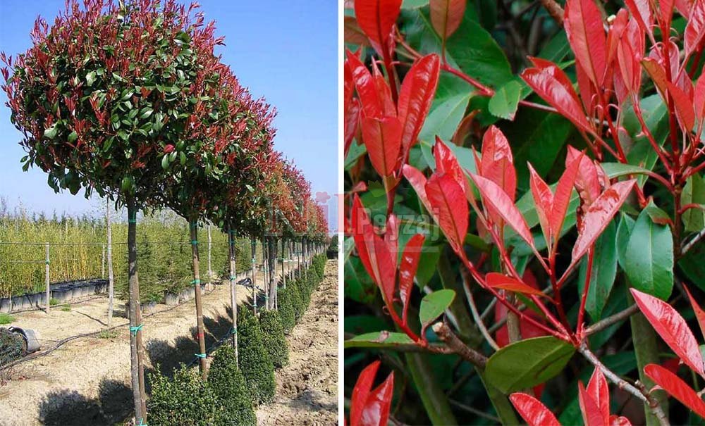 Photinia fraserii ‘Red Robin’/Alev Çalısı