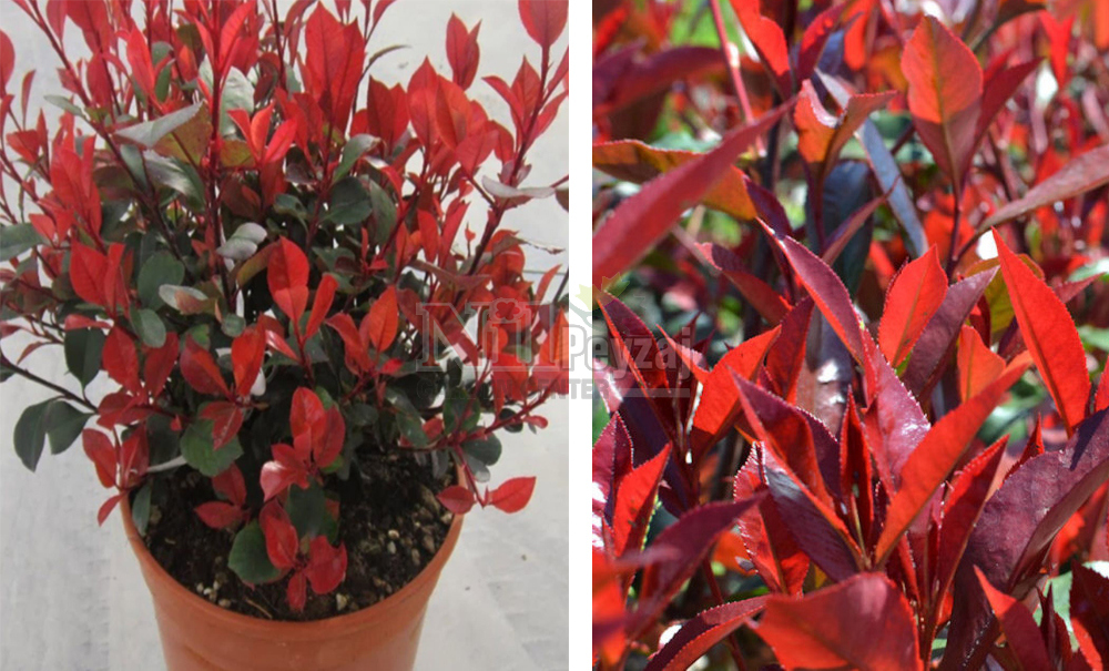 Photinia fraserii nana/Bodur Alev Çalısı