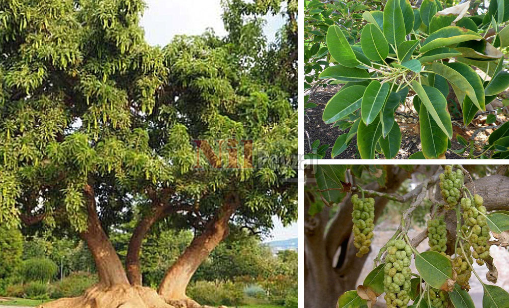 Phytolacca dioica (Bella sombra)/Şekerciboyası (Ombra)