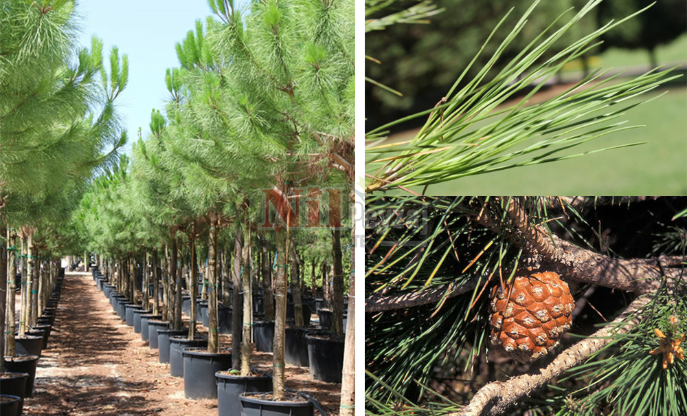 Pinus pinea/Fıstık Çamı