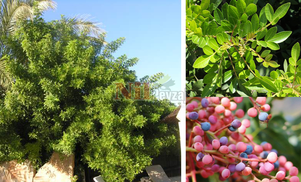 Pistacia atlantica/Sakızlık