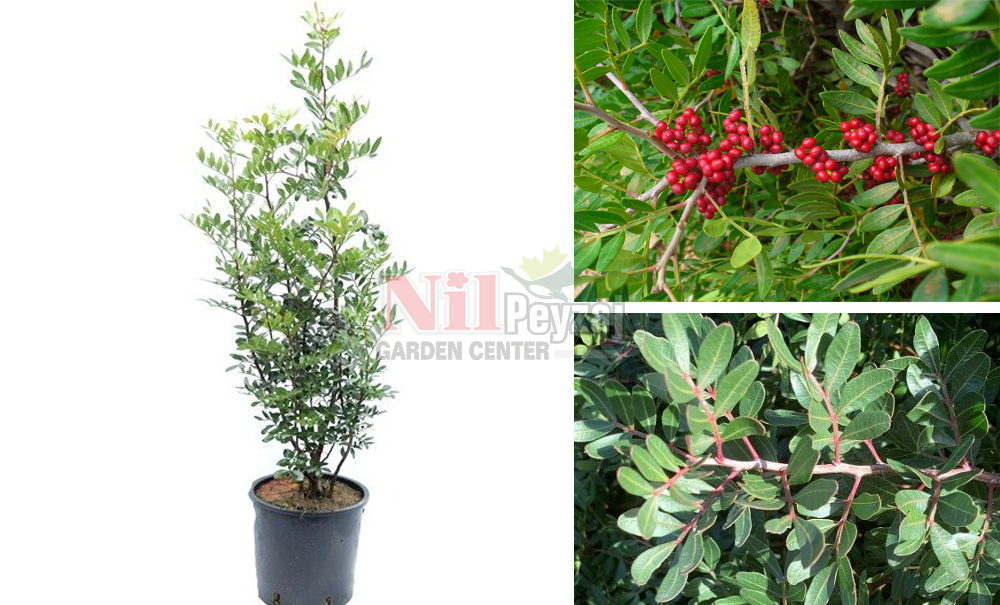 Pistacia lentiscus/Sakız Ağacı