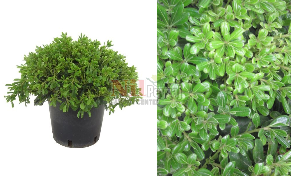 Pittosporum tobira nana/Bodur Pitosporum