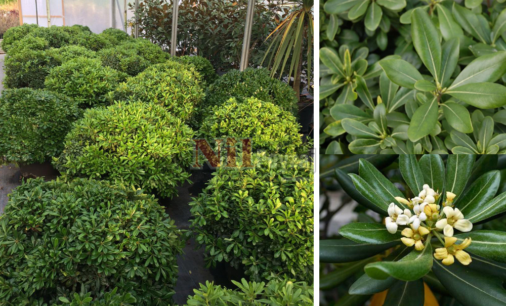 Pittosporum tobira/Pitosporum