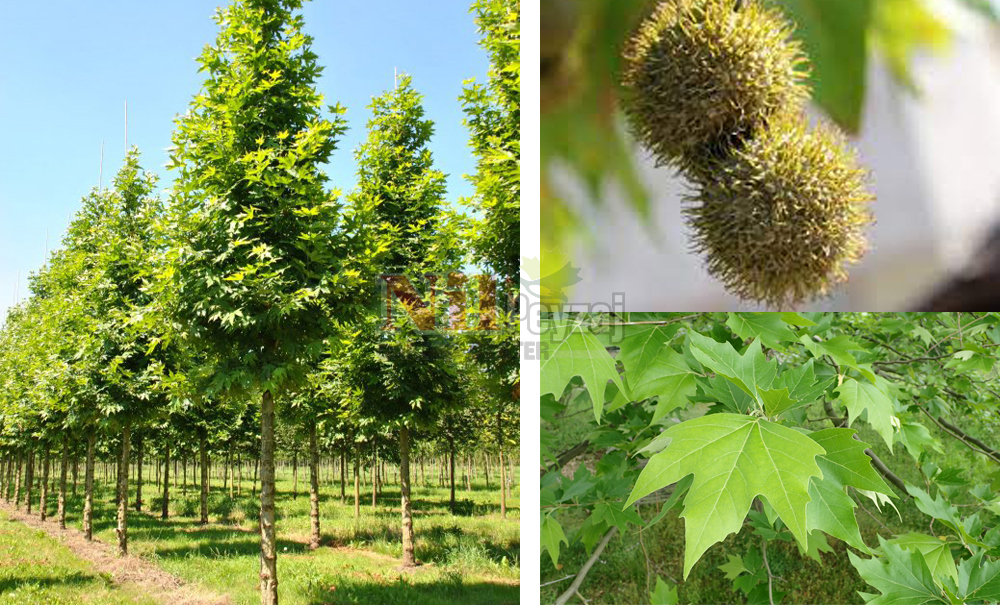 Platanus orientalis/Doğu Çınarı