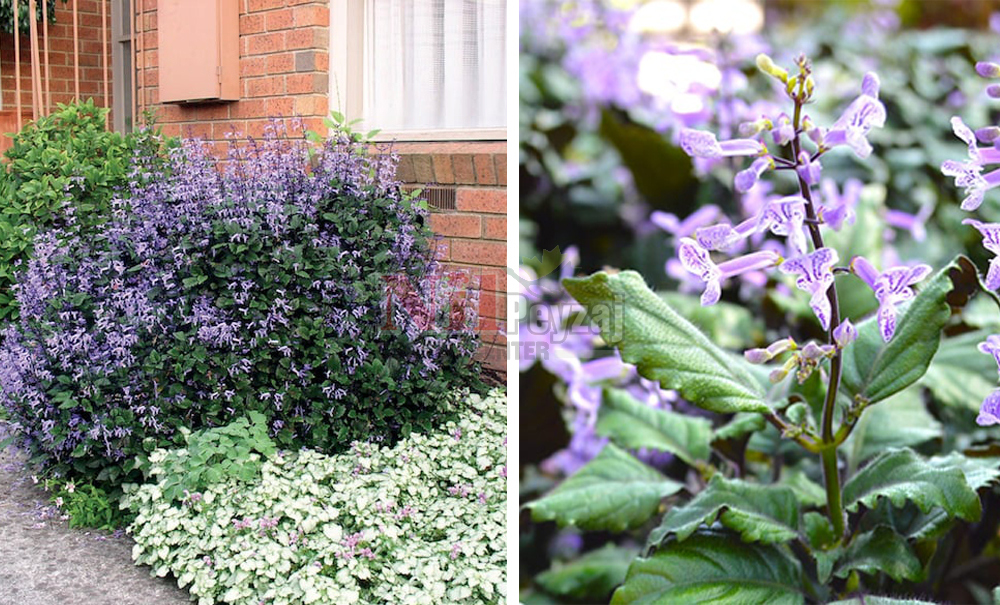 Plectranthus ‘Mona Lavender’	/Mahmuz Çiçeği